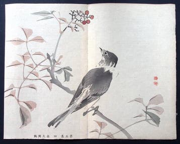 Dusky thrush resting on a sacred bamboo branch - Kawabata