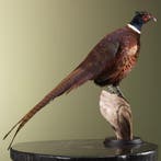 Fazant Taxidermie Opgezette Dieren By Max, Verzamelen, Ophalen of Verzenden, Nieuw, Vogel, Opgezet dier