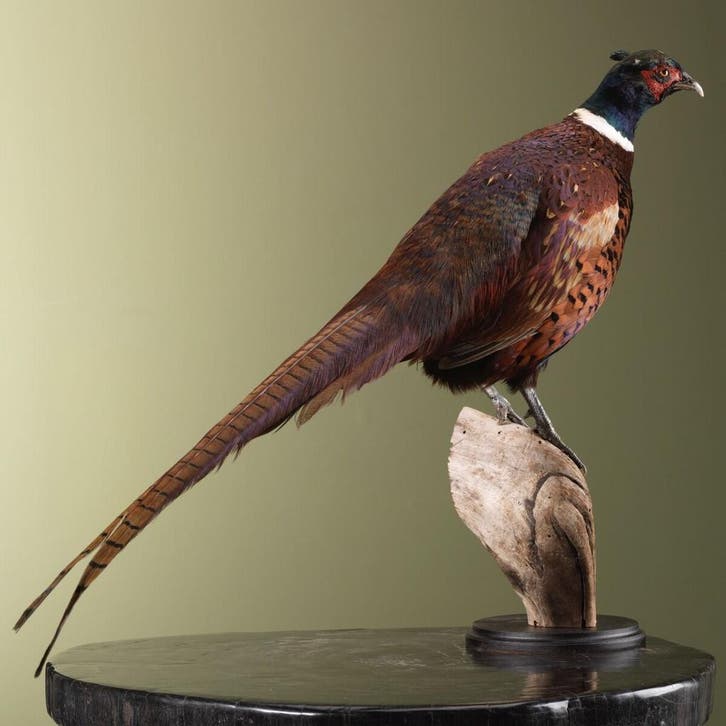 Fazant Taxidermie Opgezette Dieren By Max, Verzamelen, Dierenverzamelingen, Opgezet dier, Nieuw, Vogel, Ophalen of Verzenden