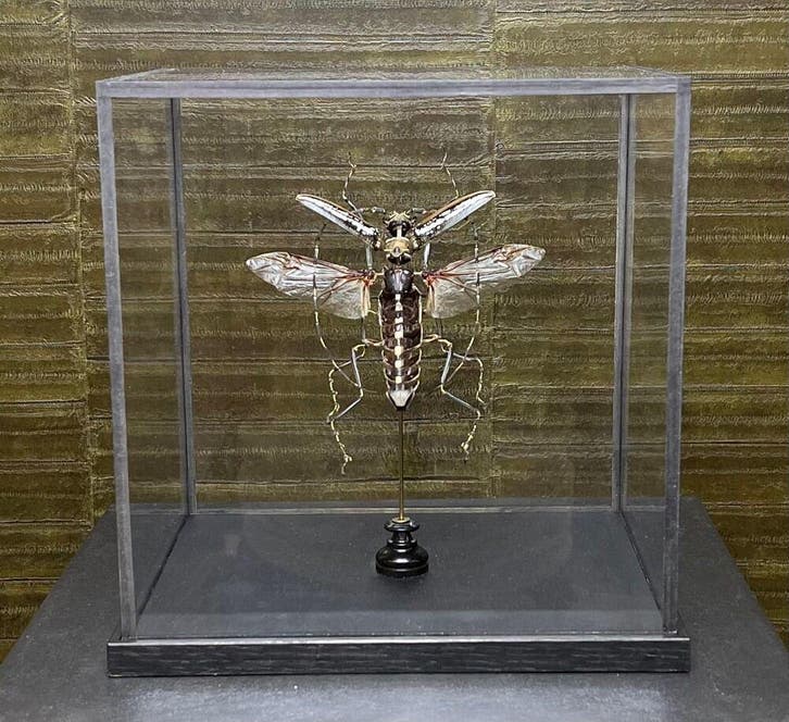 Beauchêne Kever - Batocera wallacei, Verzamelen, Dierenverzamelingen, Opgezet dier, Nieuw, Insect, Ophalen of Verzenden