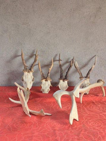 Daim - Ree - Taxidermie wandmontage - Dama dama - Capreolus, Verzamelen, Nieuw