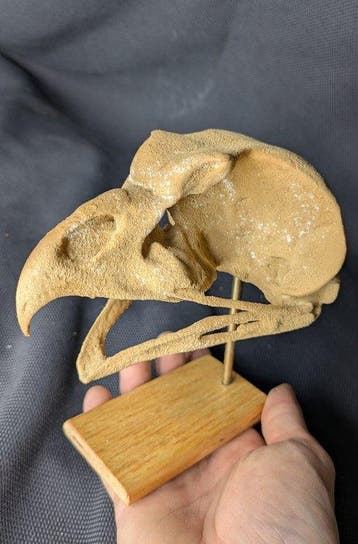 Fossiele schedel - Ornimegalonyx - the biggest owl species