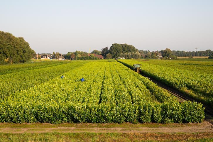 Laurier - Haagplanten - Vele soorten en maten 60 t/m 200cm, Tuin en Terras, Planten | Struiken en Hagen, Ophalen of Verzenden
