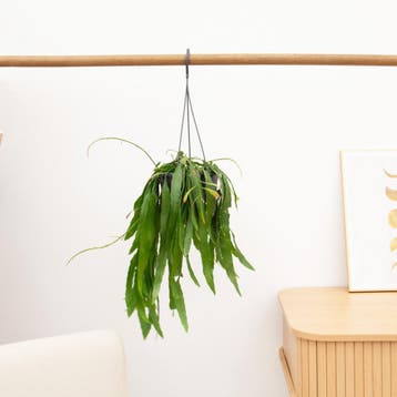 Green Bubble - Rhipsalis Red Coral hangplant - 25 cm, Huis en Inrichting, Kamerplanten, Ophalen of Verzenden