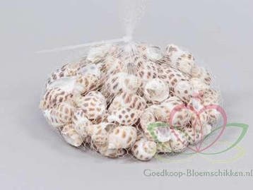 Babylonia schelpen 1 kilo, Ophalen of Verzenden, Nieuw