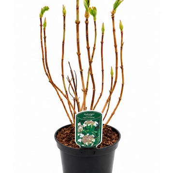 Hortensia ‘Tricolor’ (Boerenhortensia) container (P19), Verzenden, Overige soorten, Halfschaduw
