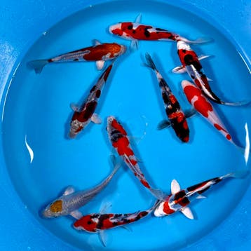 Japanse koi • Tosai • Nisai • Nieuwe voorraad, Dieren en Toebehoren, Vissen | Vijvervissen, Karper of Koi