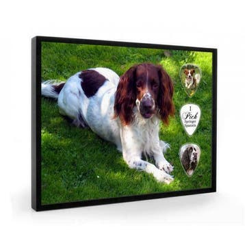 Springer Spaniel hond plectrumdisplay, Verzamelen, Ophalen of Verzenden, Nieuw, Hond of Kat, Overige typen