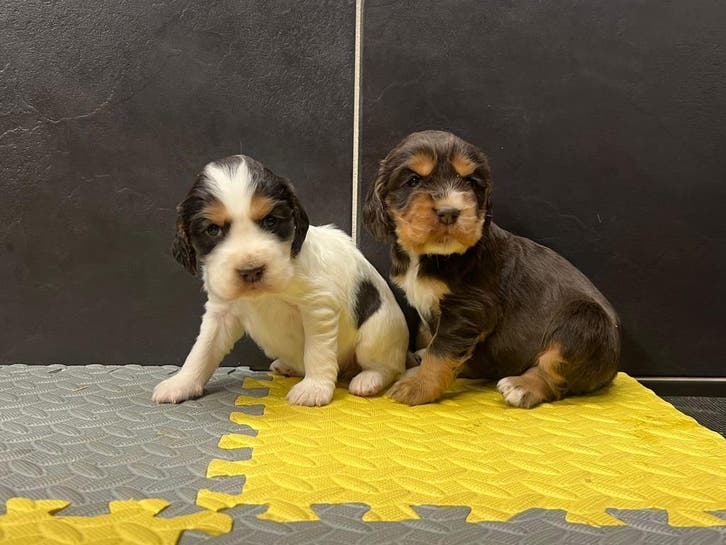 Gezonde Engelse Cocker pups te koop, Belgisch fokker, Dieren en Toebehoren, Honden | Retrievers, Spaniëls en Waterhonden, Meerdere