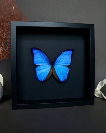 Vlinder Taxidermie volledige montage - Morpho didius - 25 cm