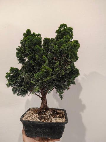Hinoki cipres bonsai (Chamaecyparis obtusa) - Hoogte (boom):