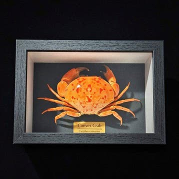 Krab Taxidermie wandmontage - Carpilius convexus - 4 cm - 6
