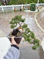 Bonsai van Juniper Itoigawa - Verzamelingstuk - Hoogte
