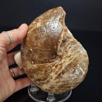 Ammoniet - Gefossiliseerde schelp - 12 cm - 12 cm (Zonder