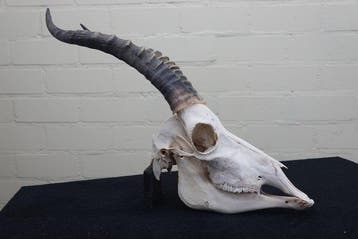 Blesbok Schedel - Damaliscus pygargus phillipsi - 0 cm - 0, Nieuw