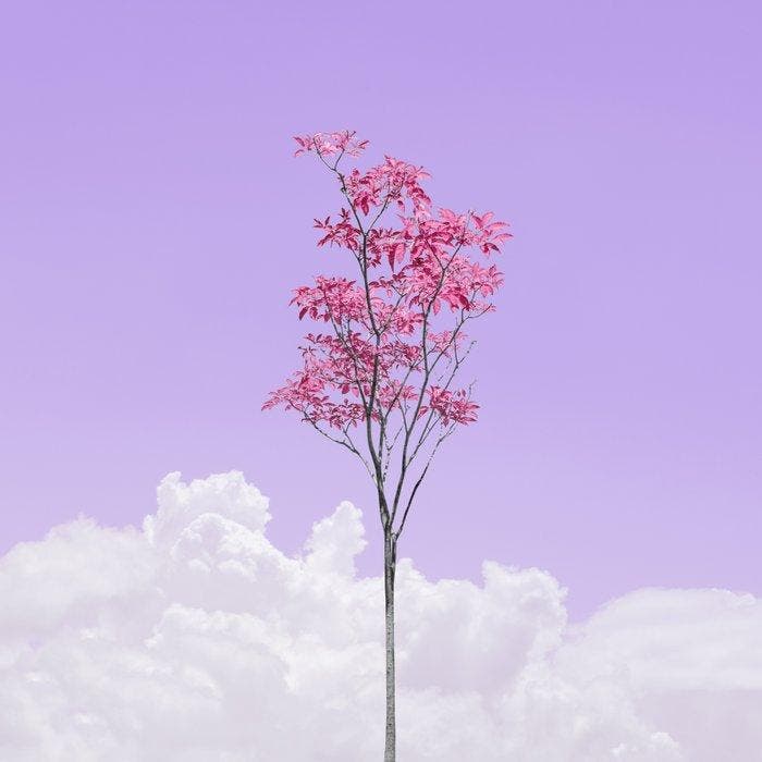 Téber - Lavender Rosé Sangria Foliage · No Reserve, Antiek en Kunst, Kunst | Designobjecten