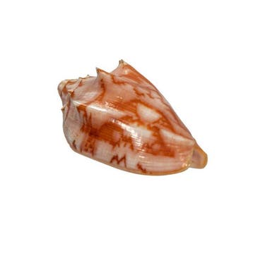 Cymbiola vespertilio (70 mm, Top-Zustand GEM) – Uitstekend, Nieuw