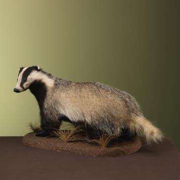 Das Taxidermie Opgezette Dieren By Max, Ophalen of Verzenden, Nieuw, Wild dier, Opgezet dier