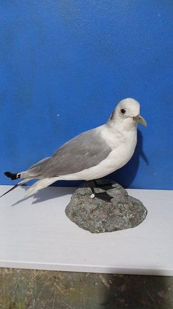 Drievingerige meeuw Taxidermie volledige montage - Rissa, Nieuw