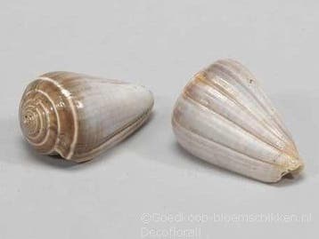 Conus Blue Valai Poo schelpen 5 stuks, Ophalen of Verzenden, Nieuw