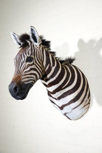 Zebra Head Taxidermie wandmontage - Equus quagga - 45 cm -, Nieuw