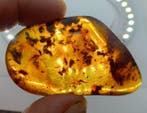 145 cts - Authentiek BIG Dominicaanse Republiek Barnsteen
