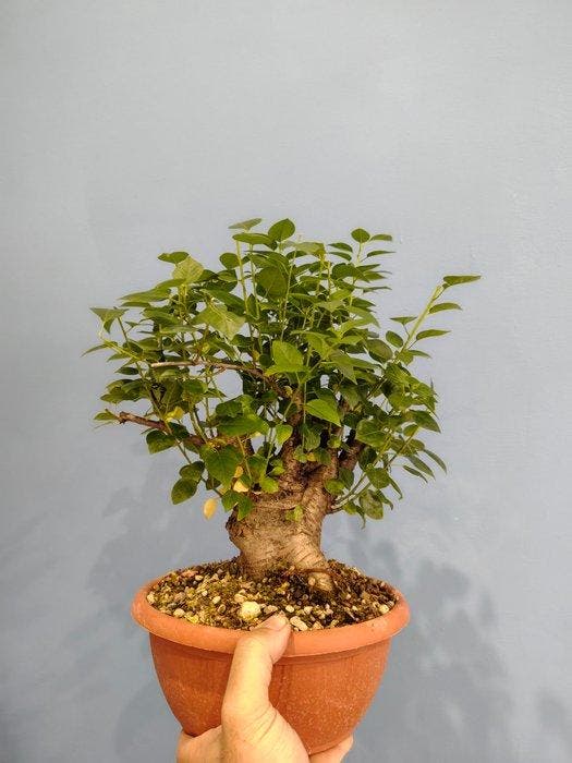 kersenbonsai (Prunus mahaleb) - Hoogte (boom): 28 cm -, Antiek en Kunst, Curiosa en Brocante