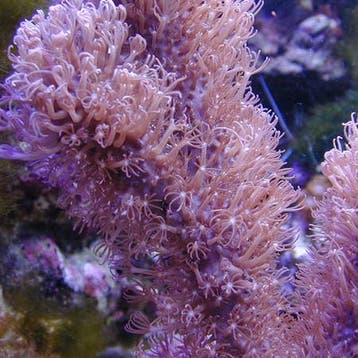 Corky Gorgoon Briareum Miami S (Ong. 5 cm), Ophalen of Verzenden, Nieuw