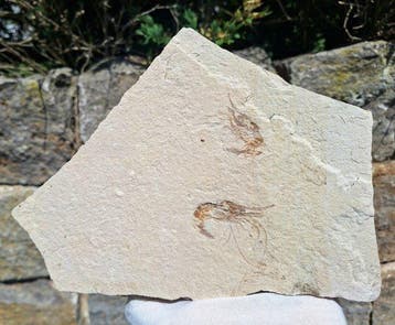 2 fossiele garnalen - Gefossiliseerd dier - Carpopenaeus, Verzamelen