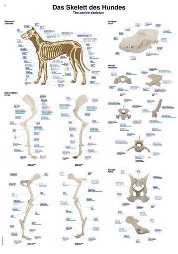 Anatomie poster skelet hond (papier, 50x70 cm) + ophangs..., Nieuw
