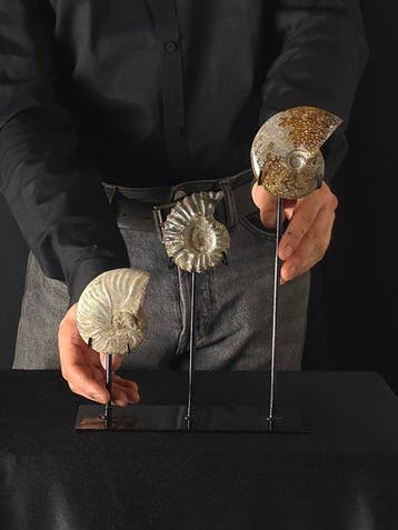 Ammoniet - Gefossiliseerd dier - 3 Ammonite Fossils on