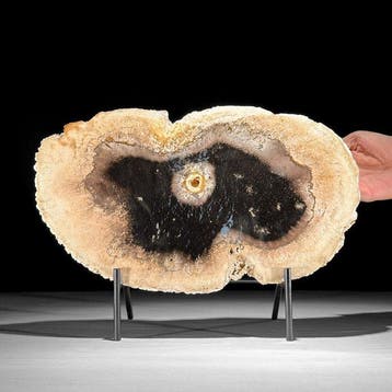 Prachtige schijf van een versteende palmwortel op een
