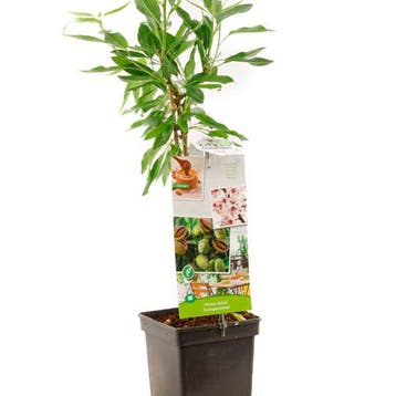 Amandel container (P18) Roze, Verzenden