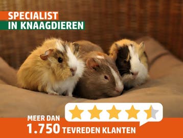 Lieve jonge cavias in verschillende kleuren! Goed advies., Dieren en Toebehoren, Knaagdieren, Meerdere dieren, Cavia, Tam