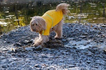 2dekans | Dutchwide - Hondenjas - Regenjas Hond - Geel -Maat, Ophalen of Verzenden, Zo goed als nieuw