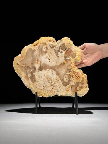 Prachtige plak versteend hout op een op maat gemaakte