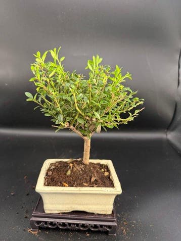 Japanese holly bonsai (Ilex crenata) - Hoogte (boom): 20 cm