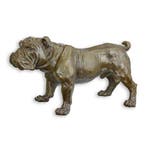 Beautiful substantial sculpture - sculptuur, ENGLISH BULLDOG, Antiek en Kunst
