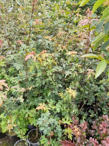 Acer campestre Veldesdoorn spaanse aak potgekweekt, Ophalen of Verzenden, Esdoorn, Haag, Minder dan 100 cm