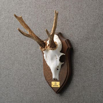 Reebok Gewei Taxidermie Opgezette Dieren By Max, Ophalen of Verzenden, Nieuw, Wild dier, Opgezet dier