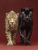 Yamila - Dualidad Ancestral: Jaguar y Pantera en Oro, Nieuw