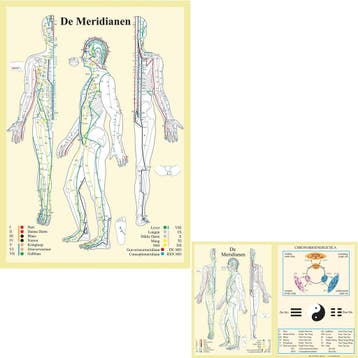 Anatomie poster meridianen (Nederlands, gelamineerd, A2...., Nieuw