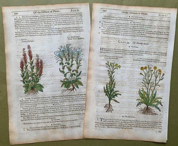 The Herball or generall Historie of Plantes [5 xilografie