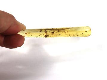 Copal - Barnsteen - Big chunk with many insects , including