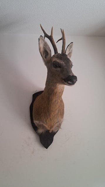 Reebok Taxidermie volledige montage - Reh - 60 cm - 35 cm -, Verzamelen, Dierenverzamelingen, Nieuw