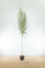 Salix alba hoogstam 14/16, Tuin en Terras, Planten | Tuinplanten