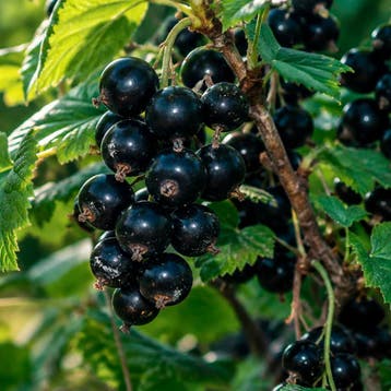 Kruisbes Lady Late container (P13) rozig, Groenachtig-geel, Verzenden