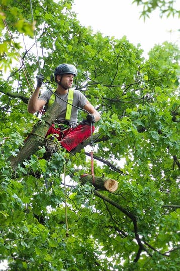 Boom kappen bomen rooien stronken frezen snoeien in LIMBURG, Garantie, Tuinonderhoud of Snoeiwerk