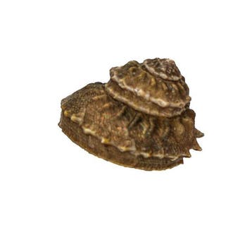 Zeldzame zeeslak (Bolma rugosa) met operculum – 48 mm