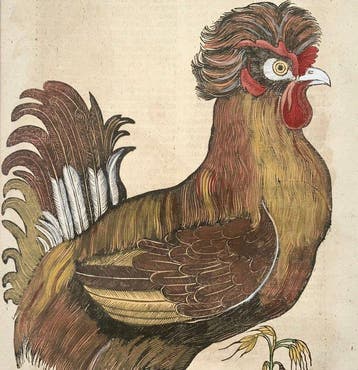 Conrad Gessner [b1516]; folio woodcut, hand coloured -